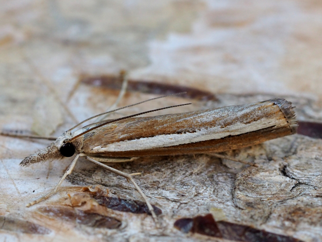 Agriphila latistria (Haworth, 1811) &copy; Henk van Woerden
