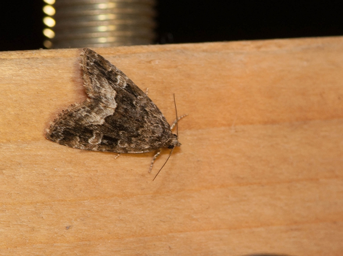 Deltote pygarga (Hufnagel, 1766) &copy; Wijnand van Buuren