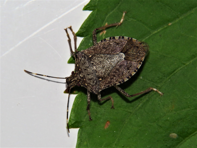 Halyomorpha halys (Stål, 1855) &copy; Martien van den Heuvel