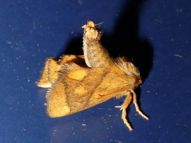 Apoda limacodes (Hufnagel, 1766) &copy; Hans Jonkman