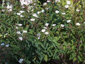 Cistus populifolius RJB.jpg © A. Barra