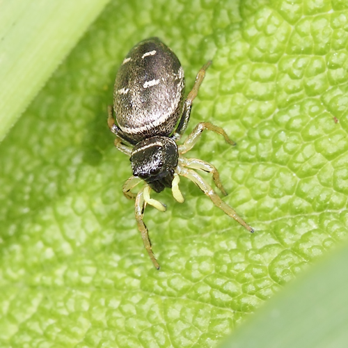 Heliophanus cupreus (Walckenaer, 1802) &copy; Marijke Kanters