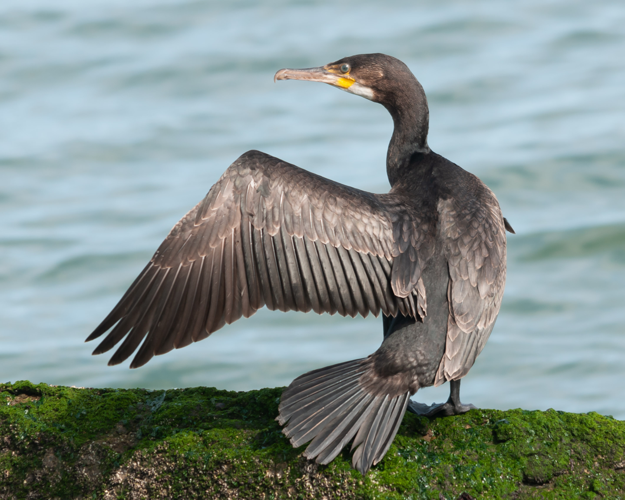 Phalacrocorax carbo carbo (Linnaeus, 1758) &copy; Wijnand van Buuren