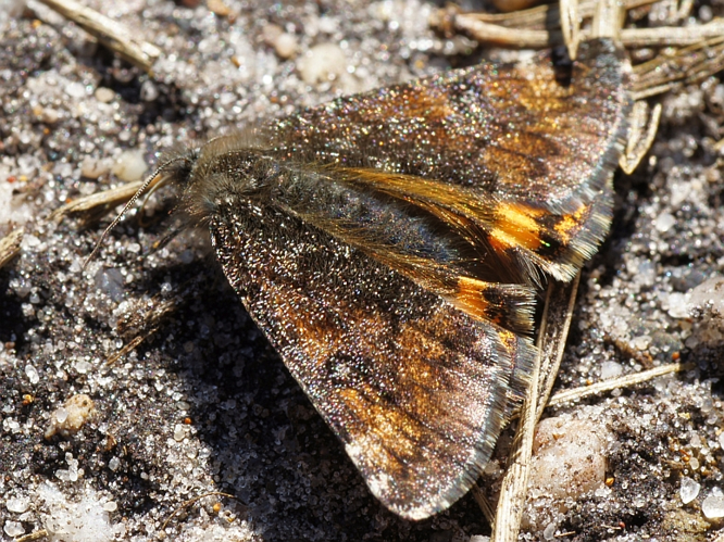 Archiearis parthenias (Linnaeus, 1761) &copy; Hans Jonkman