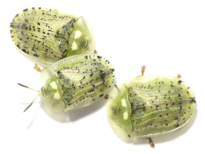 Cassida nebulosa Linnaeus, 1758 &copy; Dick Belgers