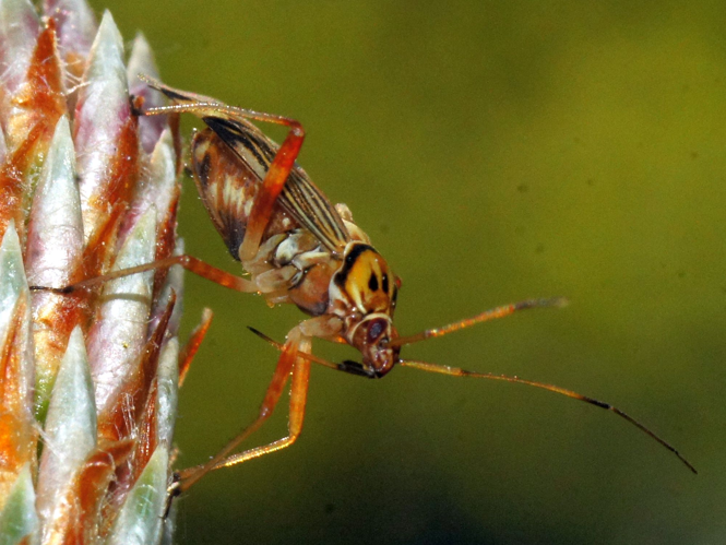 Rhabdomiris striatellus (Fabricius, 1794) &copy; Hans Jonkman