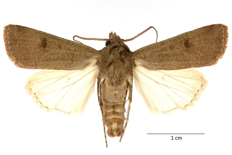 Agrotis trux (Hübner, 1824) &copy; De Prins Guido