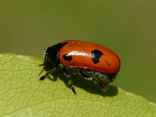 Clytra quadripunctata (Linnaeus, 1758) &copy; Bert de Ruiter