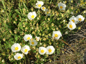 Cistus salviifolius (plant).jpg © Hans Hillewaert