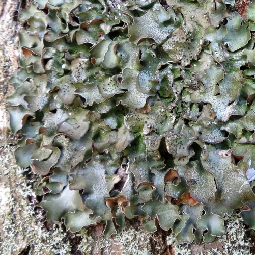 Pleurosticta acetabulum, DMS-9204572 &copy; Annemette N. Jensen