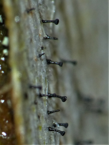 Mycocalicium subtile (Pers.) Szatala, 1925 &copy; Koen Verhoogt