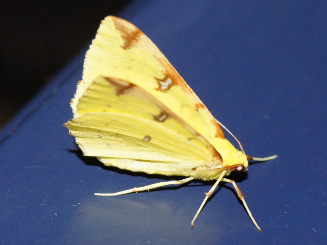 Opisthograptis luteolata (Linnaeus, 1758) &copy; Hans Jonkman