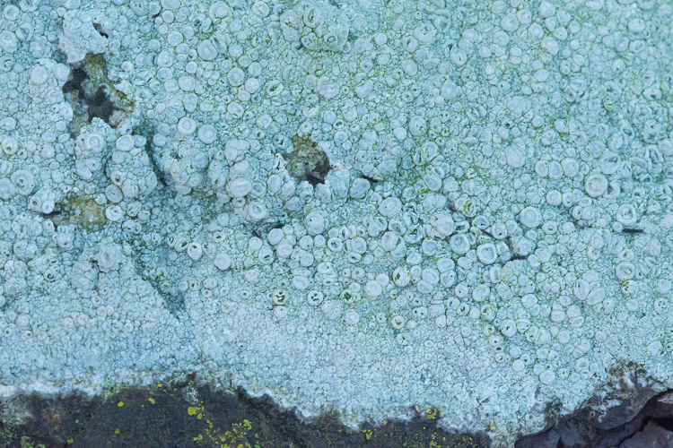 Ochrolechia parella (L.) A.Massal., 1852 &copy; Wijnand van Buuren