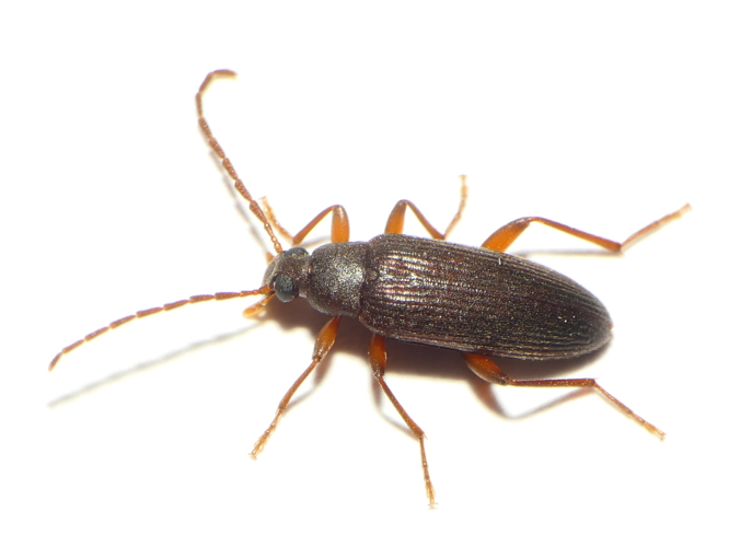 Allecula morio (Fabricius, 1787) &copy; Dick Belgers