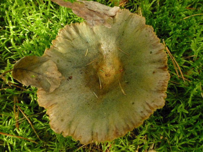 Lactarius deterrimus Gröger, 1968 &copy; Tjerk Nawijn