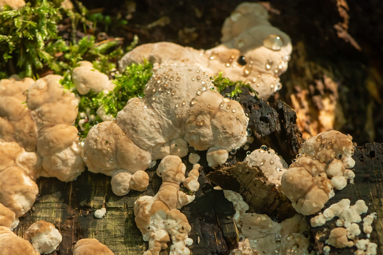 Trametes gibbosa (Pers.) Fr., 1838 &copy; Wijnand van Buuren