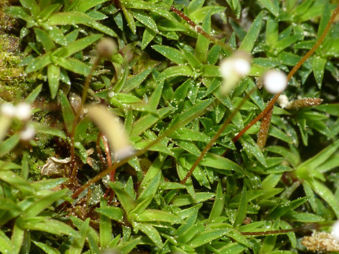 Pogonatum aloides (Hedw.) P.Beauv., 1805 &copy; Koen Verhoogt