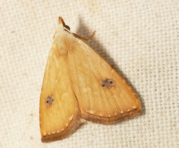 Rivula sericealis (Scopoli, 1763) &copy; Dick Belgers