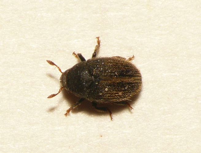 Hylesinus toranio (D'Anthoine in Bernard, 1788) &copy; Dick Belgers