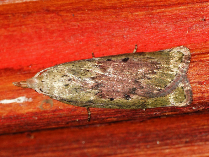 Aphomia sociella (Linnaeus, 1758) &copy; Hans Jonkman