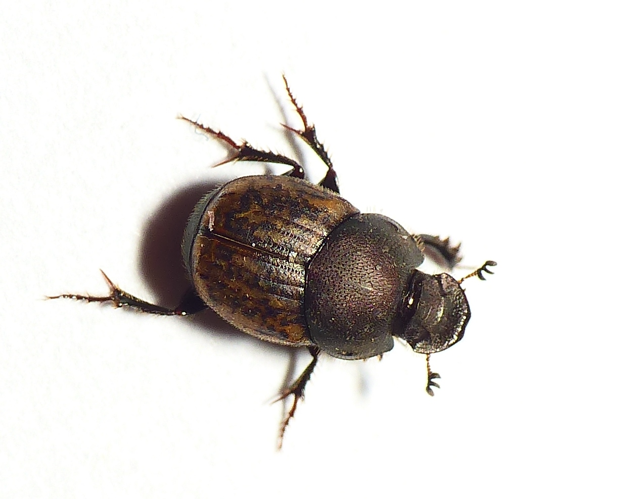 Onthophagus similis (Scriba, 1790) &copy; Dick Belgers
