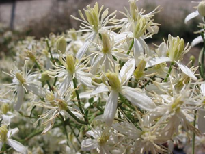 Clematis flamula flor.jpg © Commons