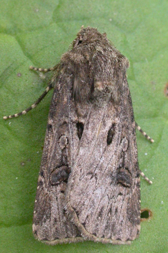 Agrotis bigramma (Esper, 1790) &copy; Veraghtert Wim