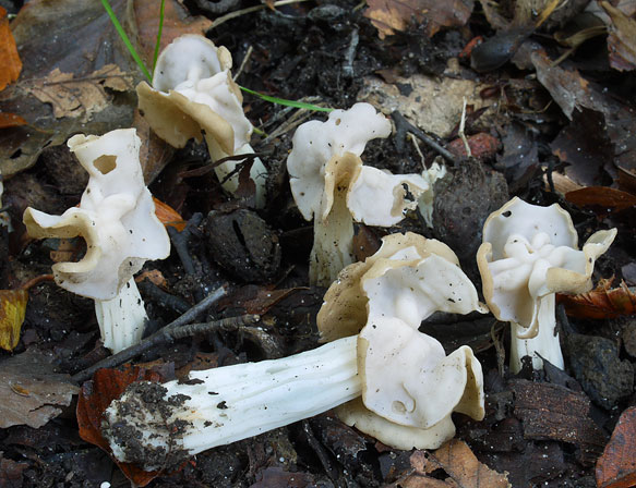 Helvella crispa, JHP-10.287 &copy; MycoKey / Jens H. Petersen