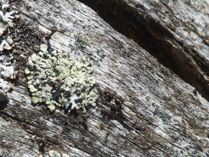 Parmeliopsis ambigua, DMS-10013135 &copy; Bjarke Huus Jensen