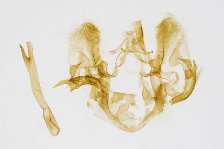Horisme radicaria (de La Harpe, 1855) &copy; Steeman Chris