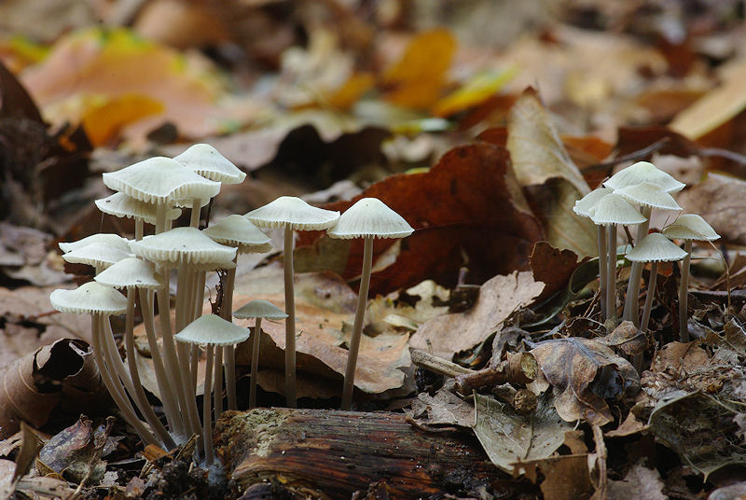 Mycena arcangeliana Bres., 1904 &copy; Hans Adema