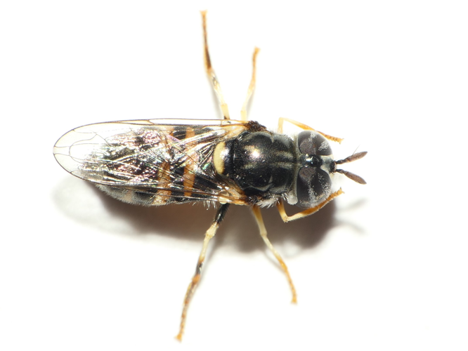 Paragus quadrifasciatus Meigen, 1822 &copy; Dick Belgers