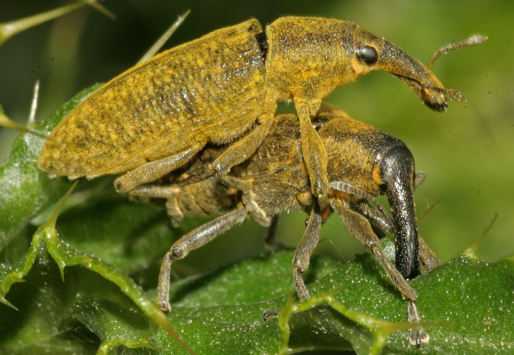 Lixus pulverulentus (Scopoli, 1763) &copy; Jan Kersten
