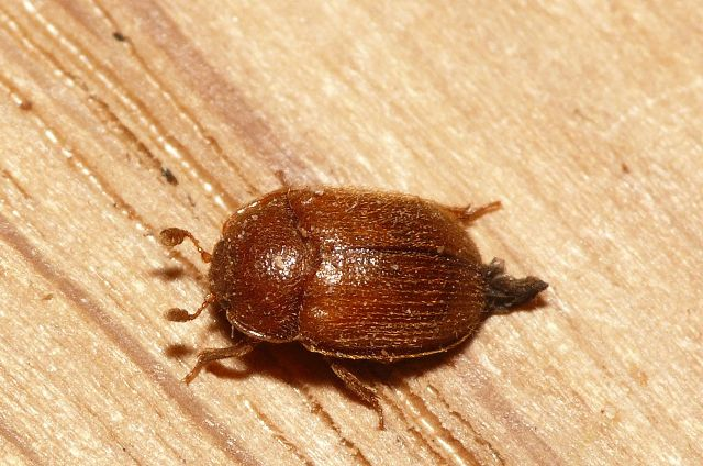 Pocadius ferrugineus (Fabricius, 1775) &copy; Dick Belgers