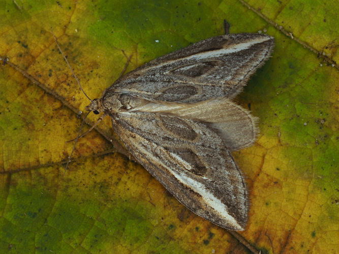 Chesias legatella (Denis & Schiffermüller, 1775) &copy; Henk van Woerden