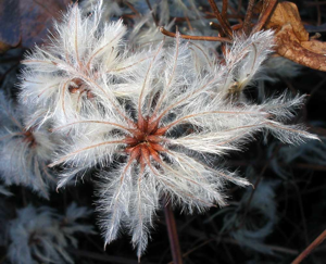 Clematis-vitalba-Waldrebe(Samenstand).jpg © Michael Gasperl (Migas)