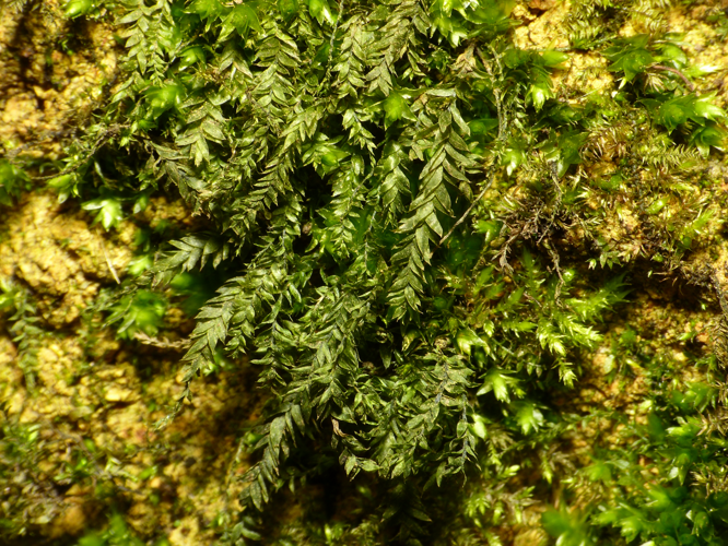 Plagiothecium nemorale (Mitt.) A.Jaeger, 1878 &copy; Dick Belgers