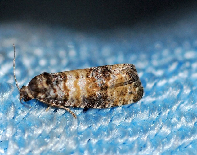 Piniphila bifasciana (Haworth, 1811) &copy; Louis Westgeest