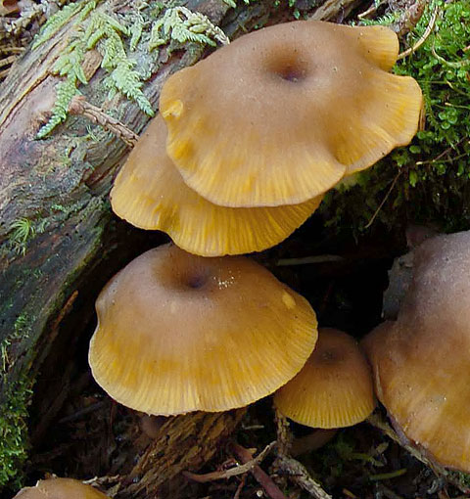 Chrysomphalina chrysophylla, 2007 &copy; MycoKey / Jens Mårbjerg