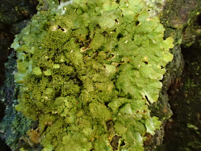 Melanelixia glabratula, DMS-9238324 &copy; Susanne Rabenborg