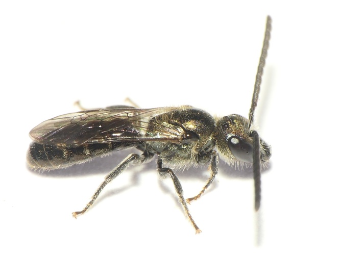 Lasioglossum morio (Fabricius, 1793) &copy; Dick Belgers