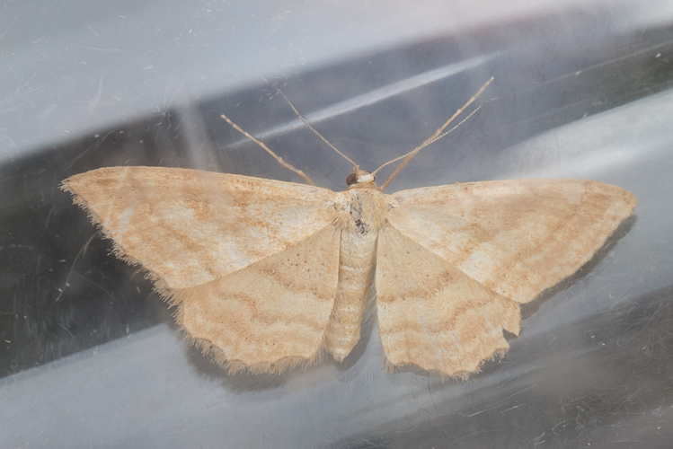Idaea ochrata (Scopoli, 1763) &copy; Steeman Chris