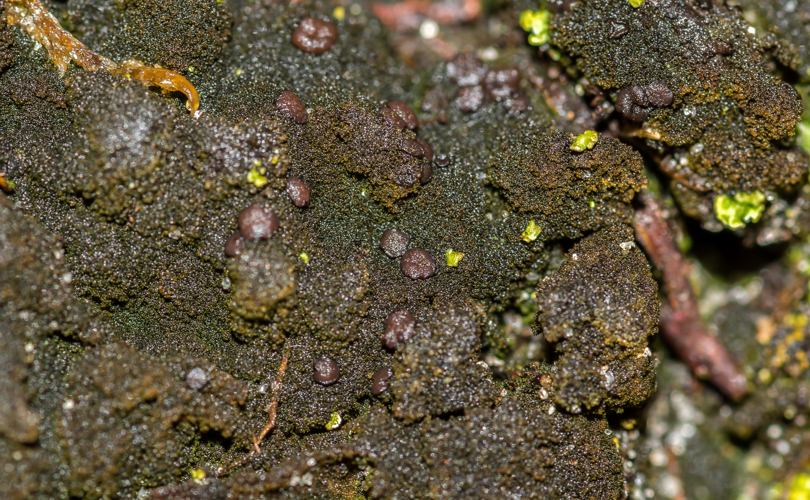 Placynthiella icmalea, DMS-9328349 &copy; Jonas Ravn Jensen