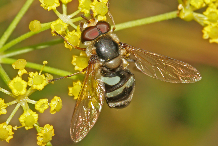 Didea alneti (Fallén, 1817) &copy; Jan Kersten