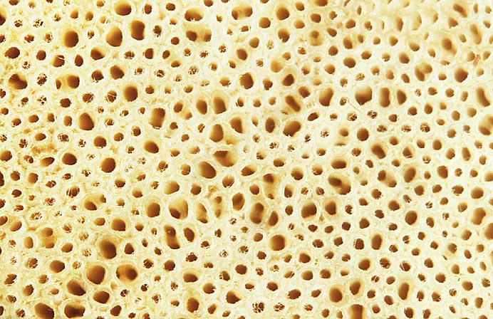 Boletus reticulatus, JHP-01.114 &copy; MycoKey / Jens H. Petersen