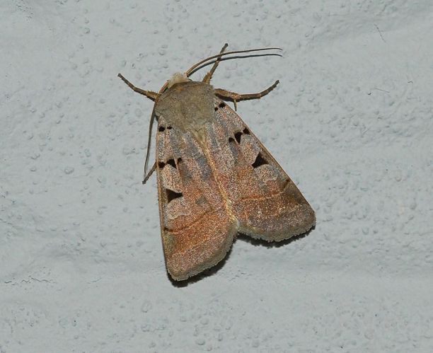 Eugnorisma glareosa (Esper, 1788) &copy; Louis Westgeest