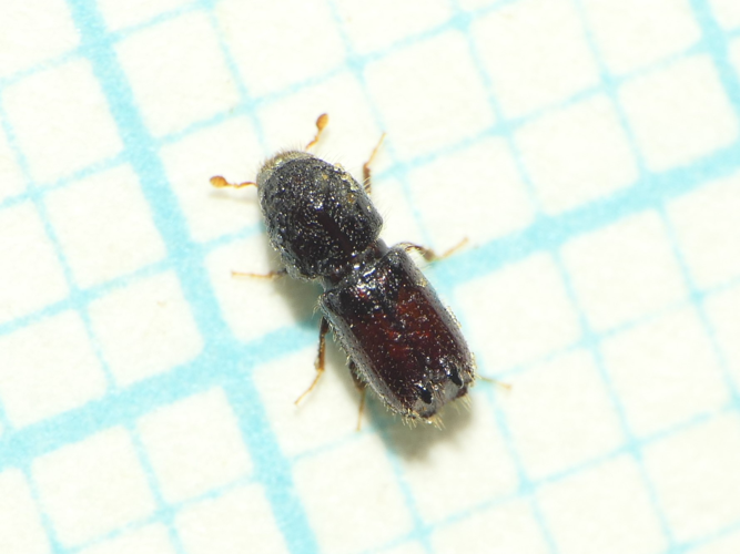 Pityogenes bidentatus (Herbst, 1783) &copy; Dick Belgers