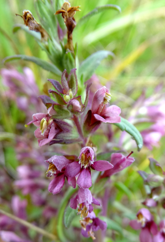 Odontites vernus (Bellardi) Dumort., 1827 &copy; Bert Verbruggen