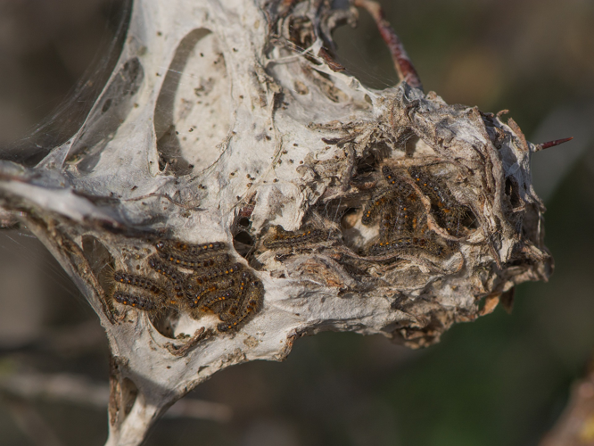 Euproctis chrysorrhoea (Linnaeus, 1758) &copy; Wijnand van Buuren