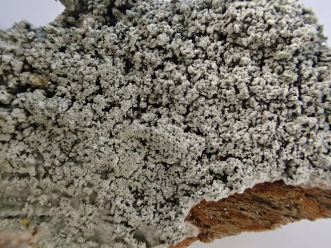 Lepra amara, DMS-9205931 &copy; Susanne Rabenborg